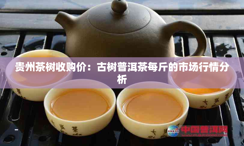 贵州茶树收购价：古树普洱茶每斤的市场行情分析