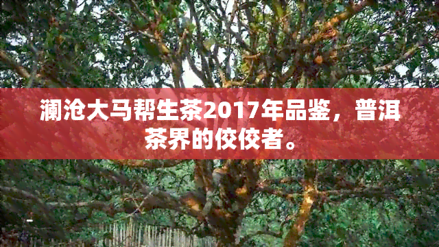 澜沧大马帮生茶2017年品鉴，普洱茶界的佼佼者。