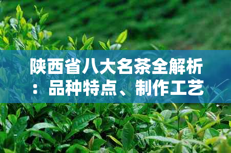 陕西省八大名茶全解析：品种特点、制作工艺以及品饮技巧一次掌握