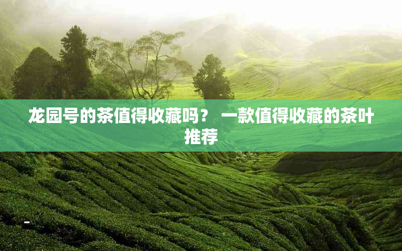 龙园号的茶值得收藏吗？ 一款值得收藏的茶叶推荐