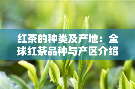 红茶的种类及产地：全球红茶品种与产区介绍