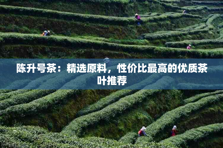 陈升号茶：精选原料，性价比更高的优质茶叶推荐