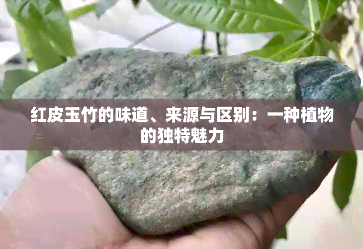 红皮玉竹的味道、来源与区别：一种植物的独特魅力