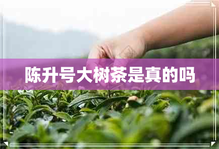 陈升号大树茶是真的吗