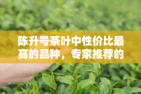 陈升号茶叶中性价比更高的品种，专家推荐的优质茶品