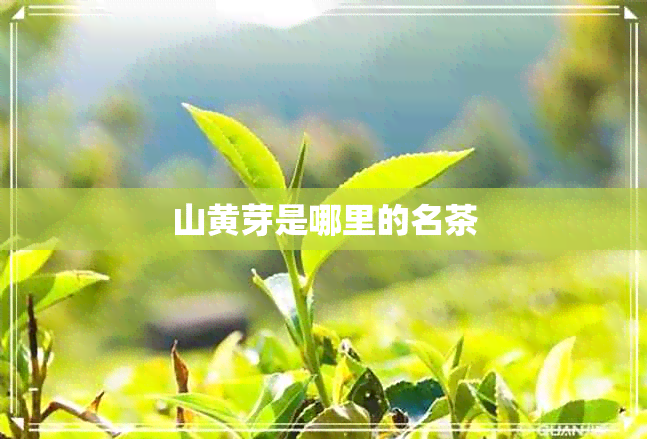 山黄芽是哪里的名茶