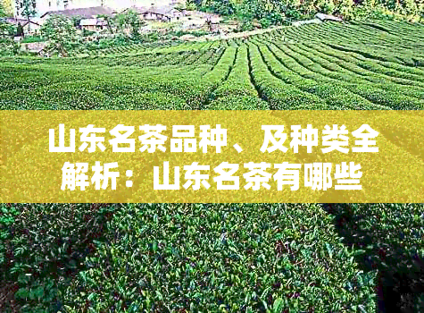 山东名茶品种、及种类全解析：山东名茶有哪些