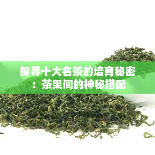 探寻十大名茶的培育秘密：茶果间的神秘搭配