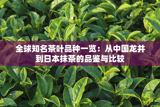 全球知名茶叶品种一览：从中国龙井到抹茶的品鉴与比较