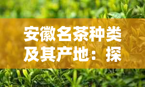 安徽名茶种类及其产地：探索安徽茶叶的多样性与地域特色