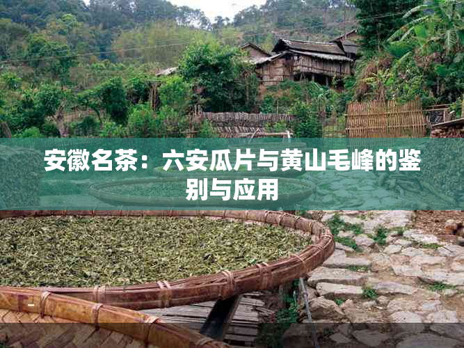 安徽名茶：六安瓜片与黄山毛峰的鉴别与应用