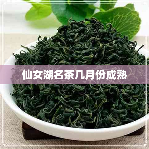 仙女湖名茶几月份成熟