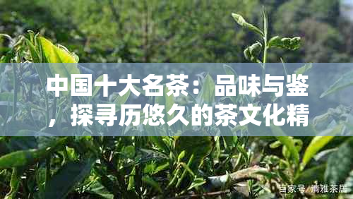 中国十大名茶：品味与鉴，探寻历悠久的茶文化精髓