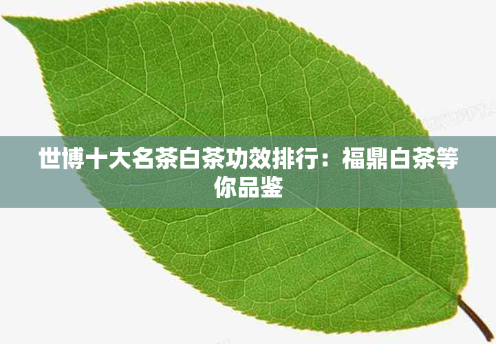 世博十大名茶白茶功效排行：福鼎白茶等你品鉴