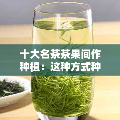 十大名茶茶果间作种植：这种方式种植的是什么茶？