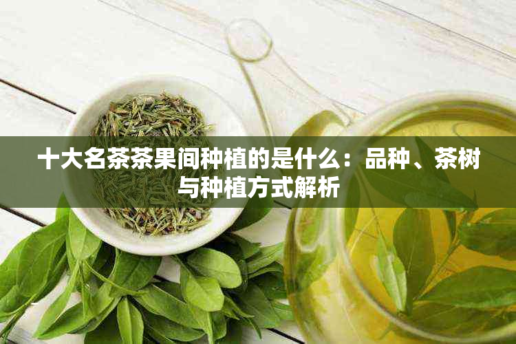 十大名茶茶果间种植的是什么：品种、茶树与种植方式解析