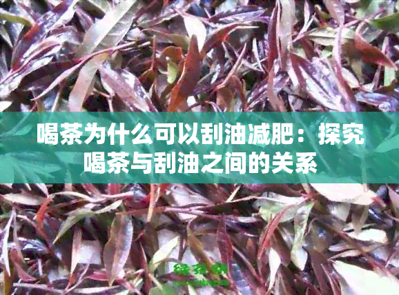 喝茶为什么可以刮油减肥：探究喝茶与刮油之间的关系