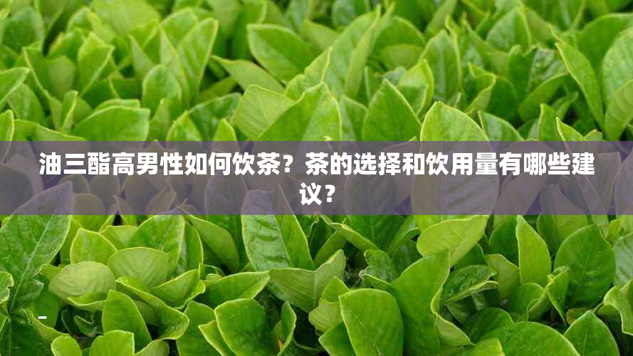 油三酯高男性如何饮茶？茶的选择和饮用量有哪些建议？