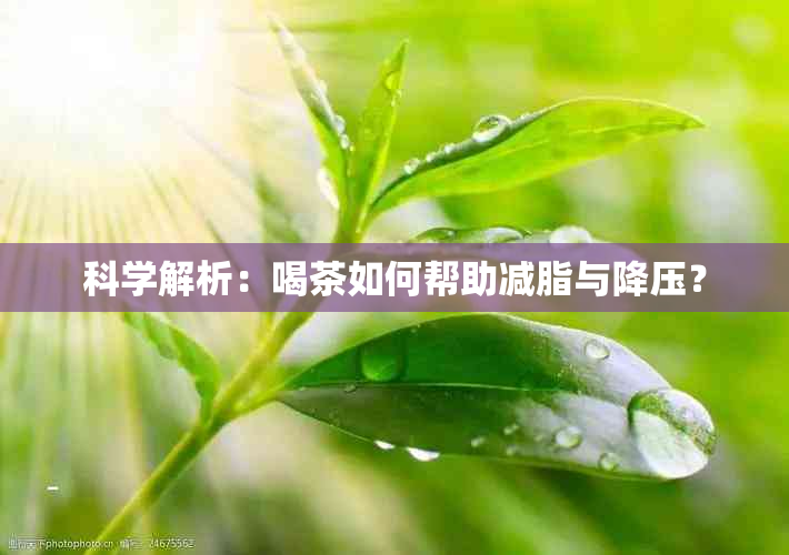 科学解析：喝茶如何帮助减脂与降压？