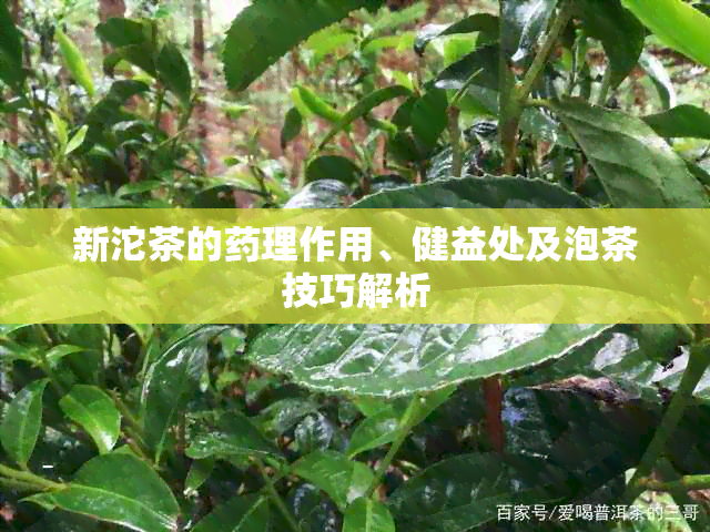 新沱茶的理作用、健益处及泡茶技巧解析