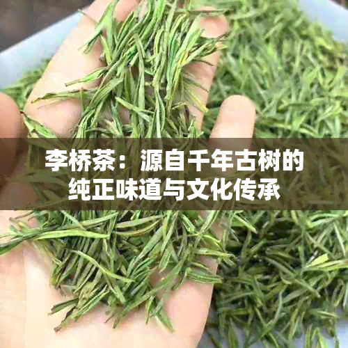 李桥茶：源自千年古树的纯正味道与文化传承