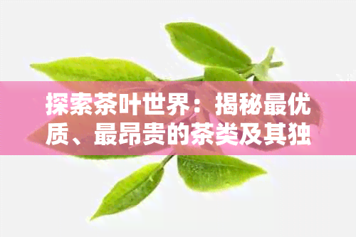 探索茶叶世界：揭秘更优质、最昂贵的茶类及其独特魅力