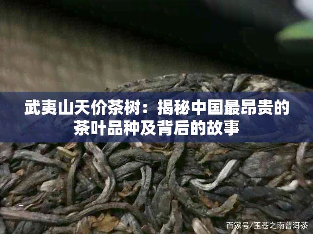 武夷山天价茶树：揭秘中国最昂贵的茶叶品种及背后的故事