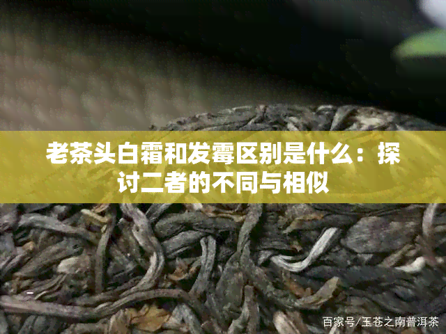 老茶头白霜和发霉区别是什么：探讨二者的不同与相似