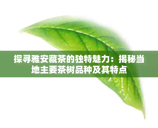 探寻雅安藏茶的独特魅力：揭秘当地主要茶树品种及其特点