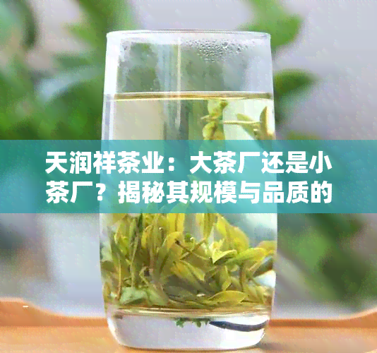 天润祥茶业：大茶厂还是小茶厂？揭秘其规模与品质的完美结合