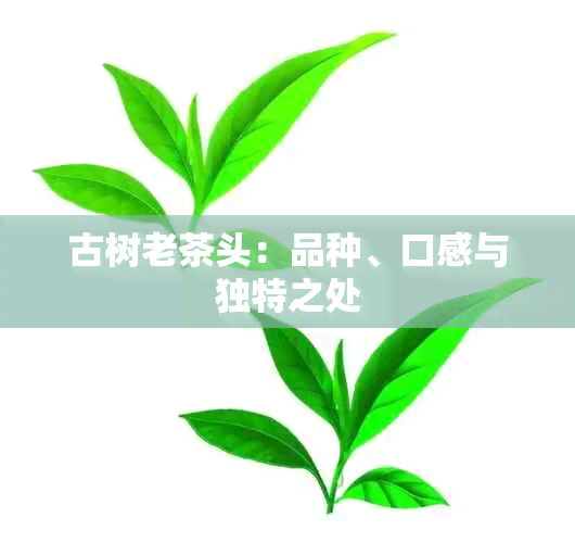 古树老茶头：品种、口感与独特之处