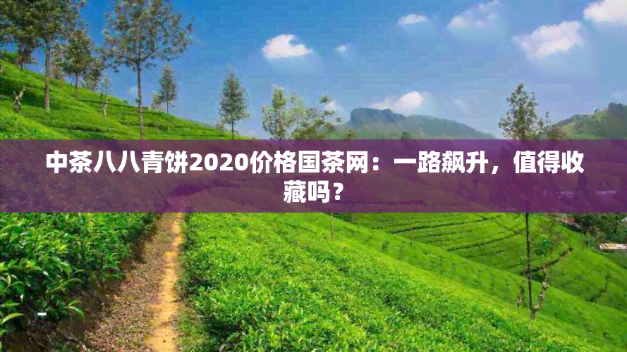 中茶八八青饼2020价格国茶网：一路飙升，值得收藏吗？