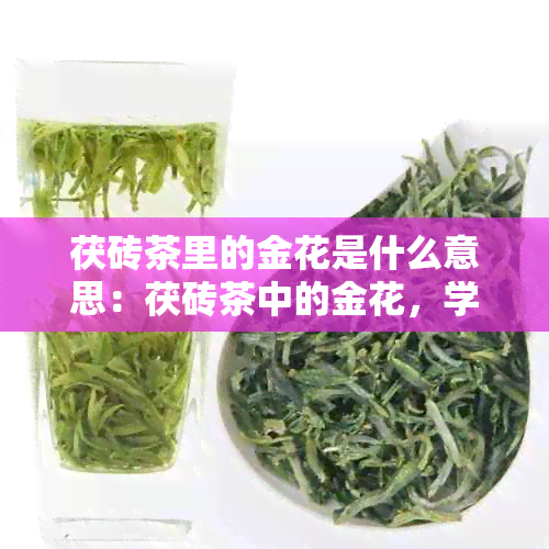 茯砖茶里的金花是什么意思：茯砖茶中的金花，学名是什么？