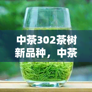 中茶302茶树新品种，中茶302简介及价格