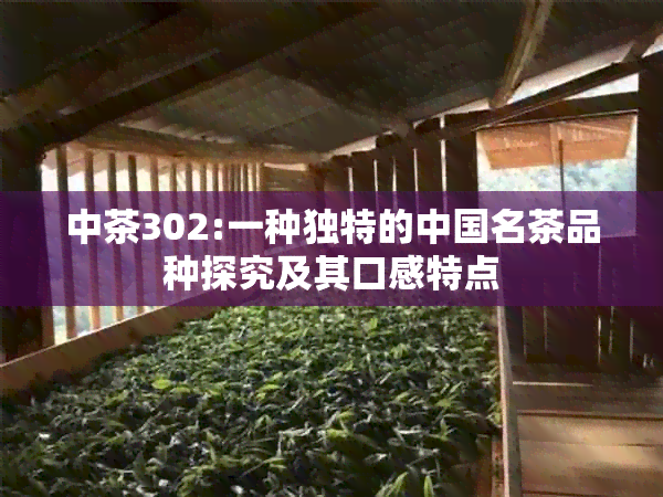 中茶302:一种独特的中国名茶品种探究及其口感特点