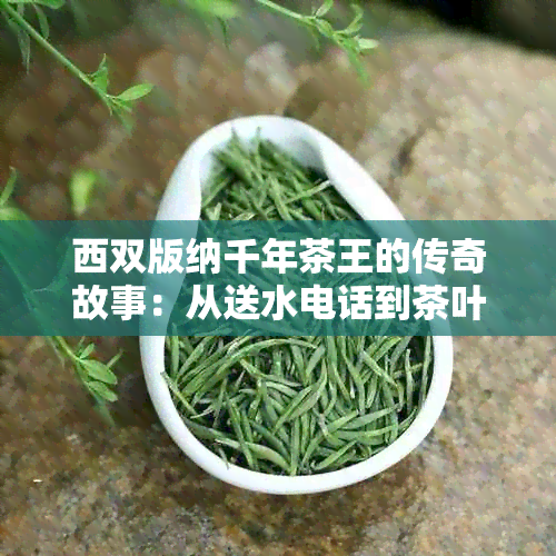 西双版纳千年茶王的传奇故事：从送水电话到茶叶文化传承