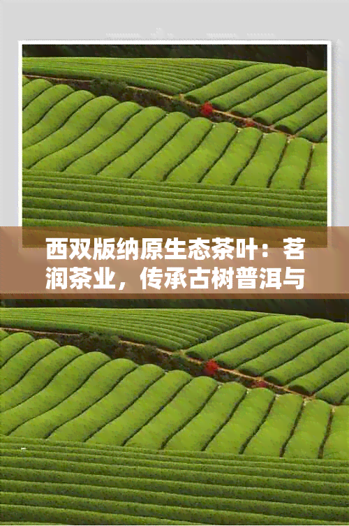 西双版纳原生态茶叶：茗润茶业，传承古树普洱与高山茶文化