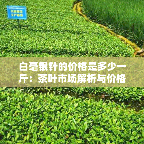 白毫银针的价格是多少一斤：茶叶市场解析与价格比较