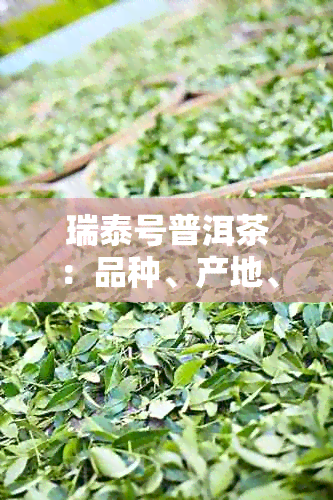 瑞泰号普洱茶：品种、产地、制作工艺、口感与功效详解，助您选购优质普洱茶