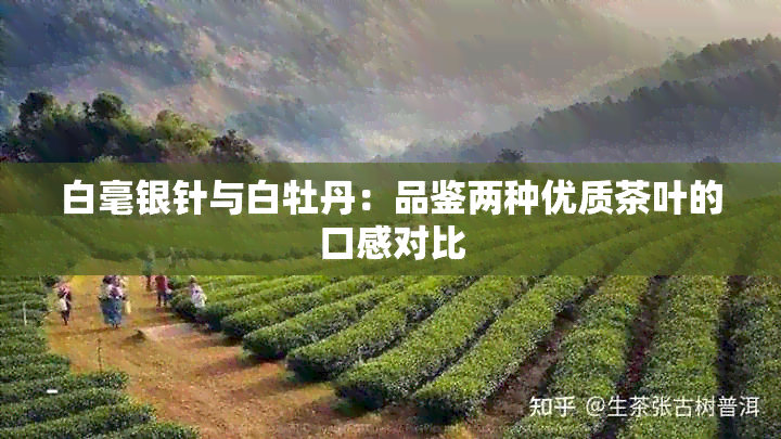 白毫银针与白牡丹：品鉴两种优质茶叶的口感对比