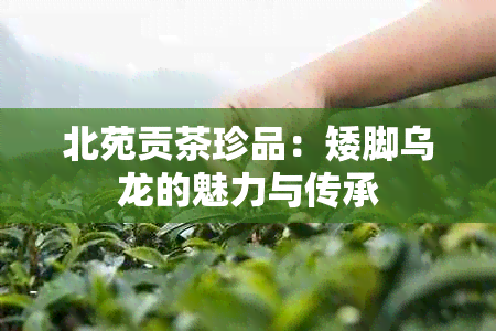 北苑贡茶珍品：矮脚乌龙的魅力与传承