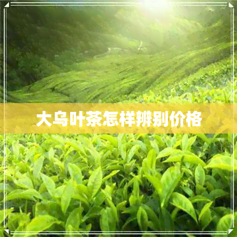 大乌叶茶怎样辨别价格