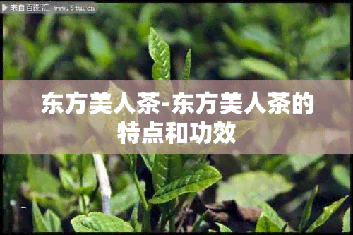 东方美人茶-东方美人茶的特点和功效