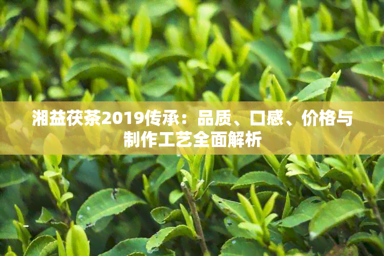 湘益茯茶2019传承：品质、口感、价格与制作工艺全面解析