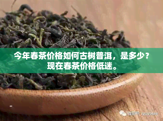 今年春茶价格如何古树普洱，是多少？现在春茶价格低迷。