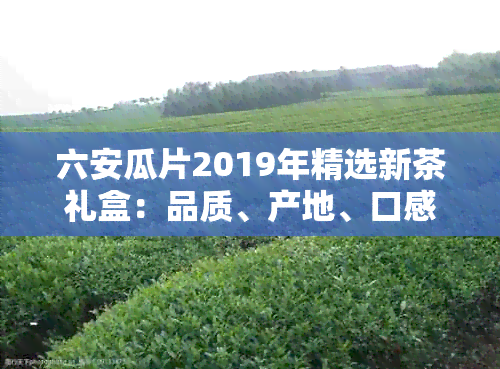 六安瓜片2019年精选新茶礼盒：品质、产地、口感及送礼指南一应俱全