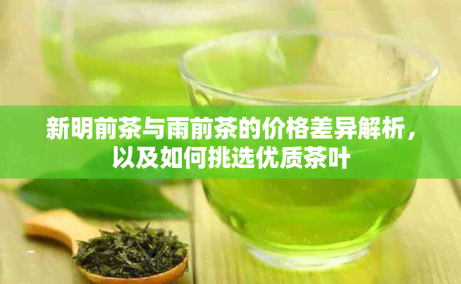 新明前茶与雨前茶的价格差异解析，以及如何挑选优质茶叶