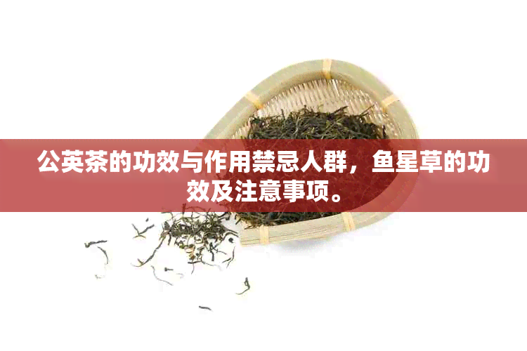 公英茶的功效与作用禁忌人群，星草的功效及注意事项。