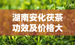 湖南安化茯茶功效及价格大全：2011年茯砖茶多少钱一斤？