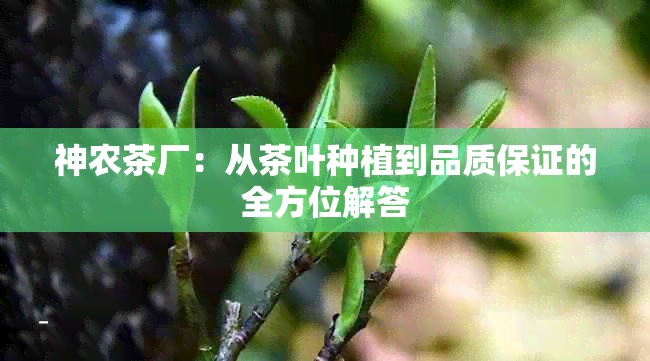 神农茶厂：从茶叶种植到品质保证的全方位解答